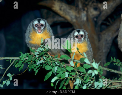 douroucouli, night monkey, humboldt's night monkey (Aotus trivirgatus, Aotus trivirgatus), two night monkeys sitting on a branch Stock Photo