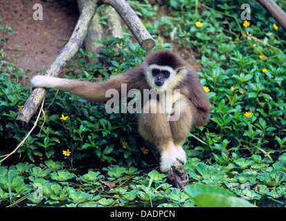 dark-handed gibbon, black-handed Gibbon, agile gibbon (Hylobates agilis), sitting on the waterfront Stock Photo