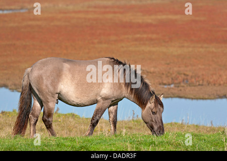 Konik horse (Equus przewalskii f. caballus), grazing stallion, Germany, Schleswig-Holstein, NSG Woehrdener Loch Stock Photo