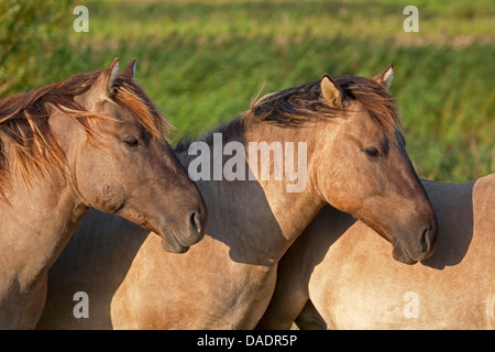 Konik horse (Equus przewalskii f. caballus), stallions, Germany, Schleswig-Holstein, NSG Woehrdener Loch Stock Photo