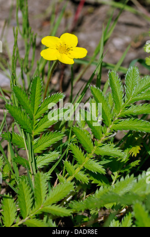 Silverweed - Potentilla anserina Single flower and leaves Stock Photo