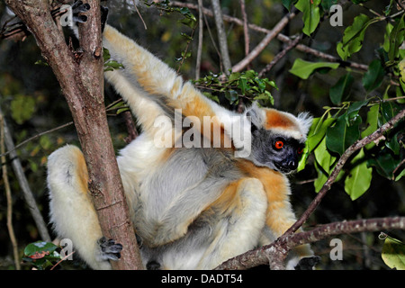 Golden-crowned sifaka, Tattersall's sifaka (Propithecus tattersalli), sitting in a small tree, Madagascar, Antsiranana, Daraina Stock Photo