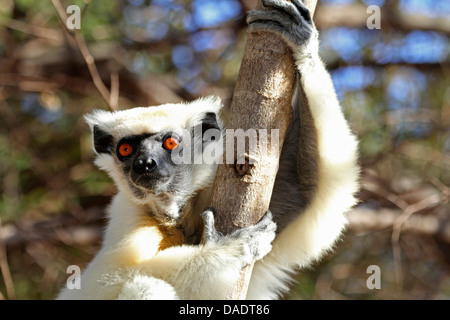 Golden-crowned sifaka, Tattersall's sifaka (Propithecus tattersalli), sitting in a tree, Madagascar, Antsiranana, Daraina Stock Photo