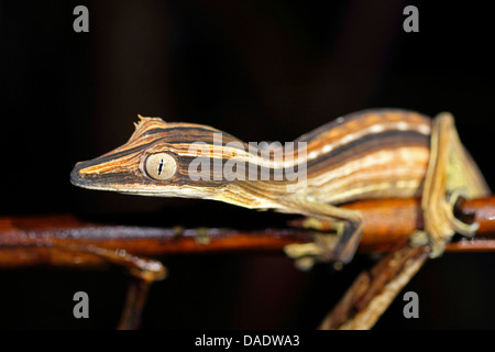 Lined leaftail gecko, Lined Leaf-tailed Gecko (Uroplatus lineatus), sitting on a branch, Madagascar, Antsiranana, Marojejy National Park Stock Photo