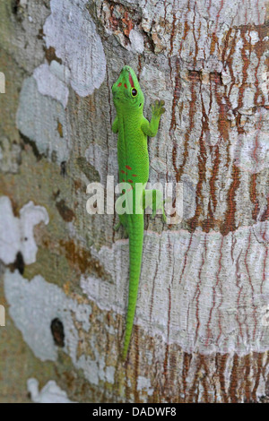 madagascar giant day gecko (Phelsuma madagascariensis grandis, Phelsuma grandis), is sitting on tree trunk, Madagascar, Antsiranana, Marojejy National Park Stock Photo