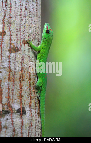 madagascar giant day gecko (Phelsuma madagascariensis grandis, Phelsuma grandis), is sitting on tree trunk, Madagascar, Antsiranana, Marojejy National Park Stock Photo