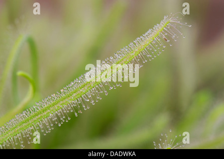 Drosera Capensis Albino. Cape sundew sticky tentacles on leaves Stock Photo