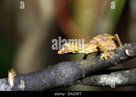 Satanic Leaf-tailed Gecko, Fantastic-Leaf-tailed Gecko (Uroplatus phantasticus), sitting on branch, Madagascar, Toamasina, Andasibe Mantadia National Park Stock Photo