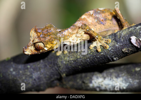 Satanic Leaf-tailed Gecko, Fantastic-Leaf-tailed Gecko (Uroplatus phantasticus), sitting on branch, Madagascar, Toamasina, Andasibe Mantadia National Park Stock Photo