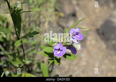 Field flower, Chapada dos Veadeiros, Goiás State, Central Brazil, 300 km north of Brasilia Stock Photo