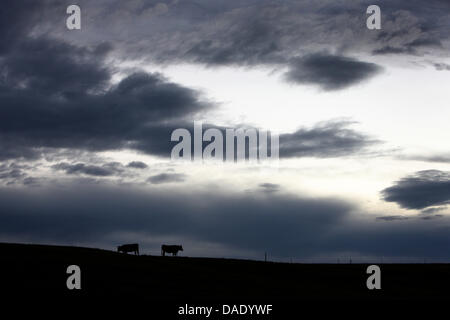 The sun sets on a couple of cows near Wald, Germany, 05 November 2011 ...