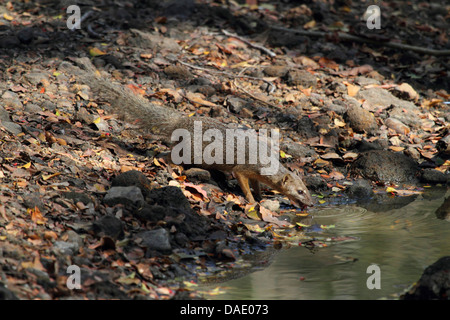Narrow-striped mongoose, Malagasy narrow-striped mongoose (Mungotictis decemlineata), at water hole drinking, Madagascar, Toliara, Kirindy Forest Stock Photo