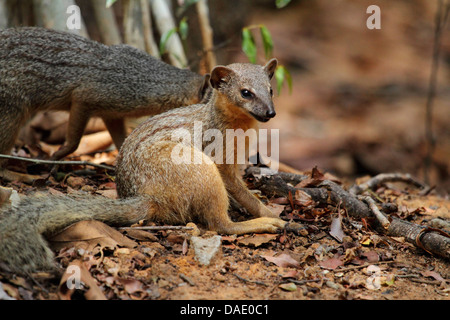 Narrow-striped mongoose, Malagasy narrow-striped mongoose (Mungotictis decemlineata), is sitting on foliage, Madagascar, Toliara, Kirindy Forest Stock Photo