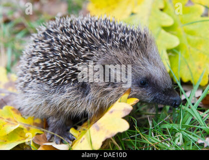 FILE - An archive picture dated 05 October 2010 shows a young hedgehog at the outdoor enclosure of a animal shelter in Fuerstenwalde, Germany. Healthy hedgehogs should not be collected in autumn. In winter, they can survive outdoors.  Photo: Patrick Pleul Stock Photo