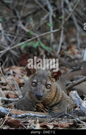 fossa (Cryptoprocta ferox), resting on forest floor, largest predator of Madagascar, Madagascar, Toliara, Kirindy Forest Stock Photo