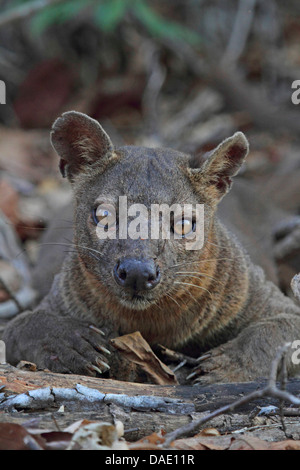 fossa (Cryptoprocta ferox), resting on forest floor, largest predator of Madagascar, Madagascar, Toliara, Kirindy Forest Stock Photo