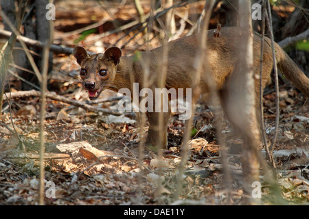 fossa (Cryptoprocta ferox), panting, Madagascar, Toliara, Kirindy Forest Stock Photo