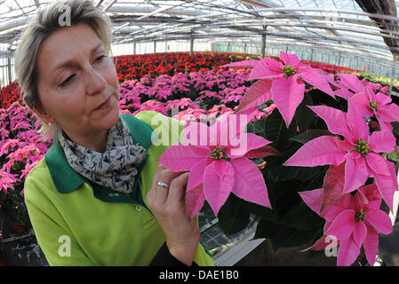 Gardner Michaela Gruenberg examines new pink poisettias in Langerwisch, Germany, 07 November 2011. 150,000 plants in more than 20 varieties are waiting for buyers. The flowers, which bloom between November and February, are a well loved room decoration furing the Advent and Christmas time. Photo: Bernd Settnik Stock Photo