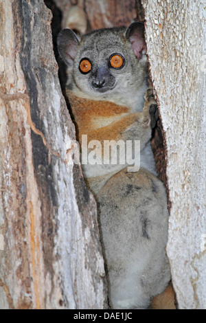 Red-tailed sportive lemur (Lepilemur ruficaudatus), sitting in a hollow tree trunk, Madagascar, Toliara, Kirindy Forest Stock Photo