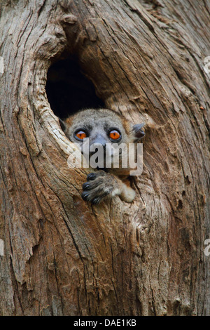 Red-tailed sportive lemur (Lepilemur ruficaudatus), in a hollow tree trunk, head and paw are sticking out of hole, Madagascar, Toliara, Kirindy Forest Stock Photo