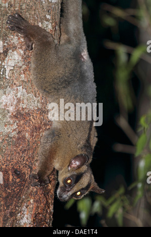 Pale fork-marked lemur (Phaner pallescens), sittin head first to tree trunk, Madagascar, Toliara, Kirindy Forest Stock Photo