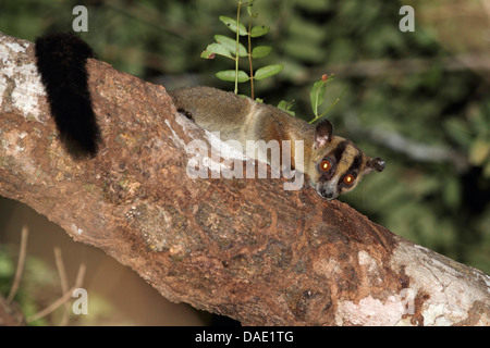 Pale fork-marked lemur (Phaner pallescens), sitting on a branch looking down, Madagascar, Toliara, Kirindy Forest Stock Photo