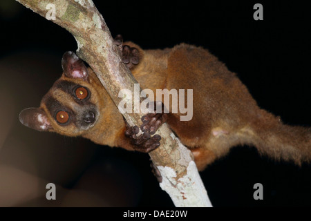 Pale fork-marked lemur (Phaner pallescens), sitting on a branch looking down, Madagascar, Toliara, Kirindy Forest Stock Photo