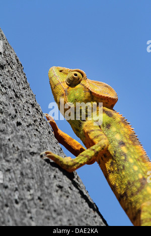 Giant Madagascar Chameleon, Oustalet's Chameleon, Oustalet's giant chameleon (Furcifer oustaleti, Chamaeleo oustaleti), climbing tree trunk, largest chameleon species, Madagascar, Antsiranana, Vohemar Stock Photo