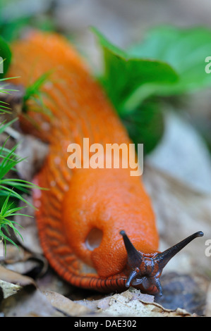 large red slug, greater red slug, chocolate arion (Arion rufus), creeping on forest ground, Germany Stock Photo