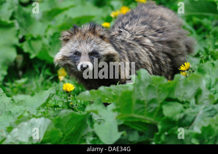 raccoon dog (Nyctereutes procyonoides), in a meadow, Germany Stock Photo
