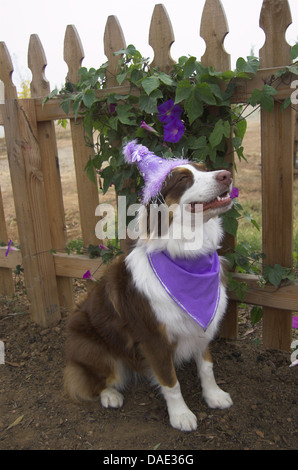 Party dog - all dressed and smiling. Molly is an Australian Shepherd puppy, 1 year old, red tri color. Stock Photo