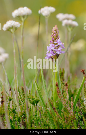 fragrant orchid (Gymnadenia conopsea), blooming in a meadow with Antennaria, Italy Stock Photo