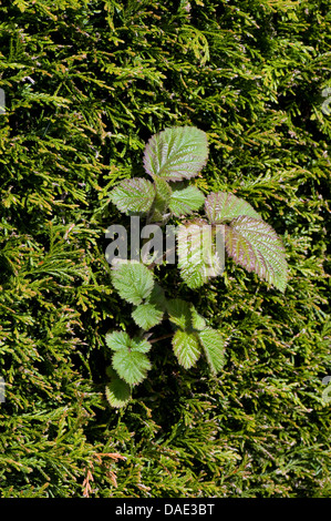 A bramble shoot, Rubus fructicosus, climbing through a leyland cypress hedge, Cupressocyparis leylandii as a weed Stock Photo