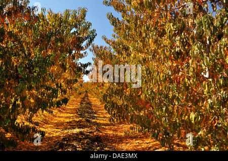 Fall colors in a peach orchard, central California Stock Photo