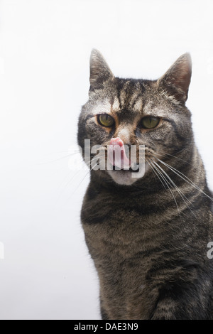 tabby cat licking nose Stock Photo