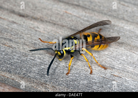 German wasp (Vespula germanica, Vespa germanica, Paravespula germanica), sitting on wood, Germany Stock Photo