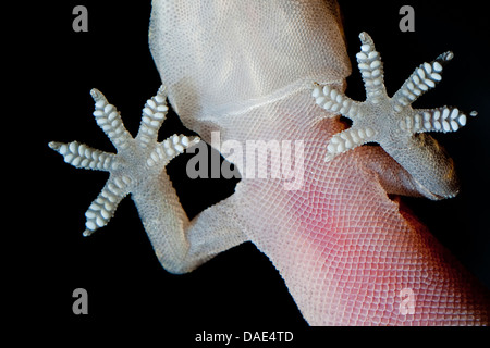 Turkish gecko, Mediterranean gecko (Hemidactylus turcicus), on a glass pane Stock Photo
