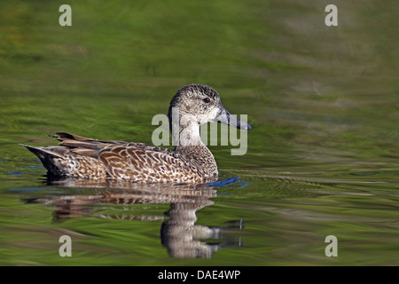 blue-winged teal (Anas discors), swimming female, USA, Florida, Everglades National Park Stock Photo