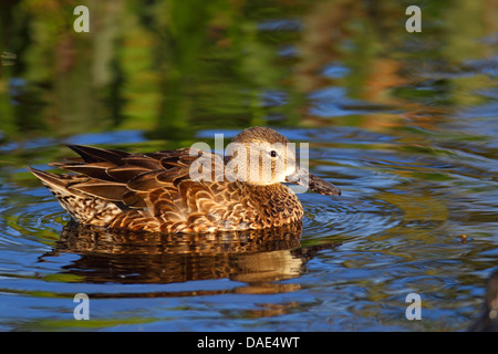 blue-winged teal (Anas discors), swimming female, USA, Florida, Everglades National Park Stock Photo