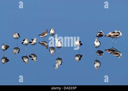 American avocet (Recurvirostra americana), flock in shallow water, USA, Florida, Merritt Island Stock Photo