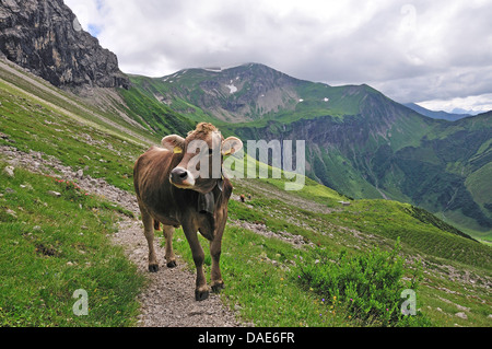 domestic cattle (Bos primigenius f. taurus), young cow standing on a hiking path in the Oytal near Oberstdorf, Germany, Bavaria, Allgaeu Stock Photo