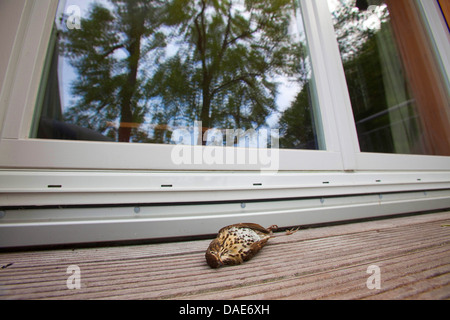 song thrush (Turdus philomelos), lying deadly injured in front of a window, Germany Stock Photo