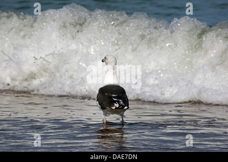 greater black-backed gull (Larus marinus), at the North Sea, Germany Stock Photo