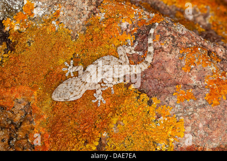 Common wall gecko, Moorish gecko, Moorish Wall Gecko, Salamanquesa, Crocodile gecko, European common gecko, Maurita naca gecko (Tarentola mauritanica), sitting on a wall, Italy Stock Photo