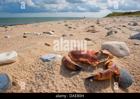 European edible crab (Cancer pagurus), shell of a dead crab on the sand beach, Germany Stock Photo