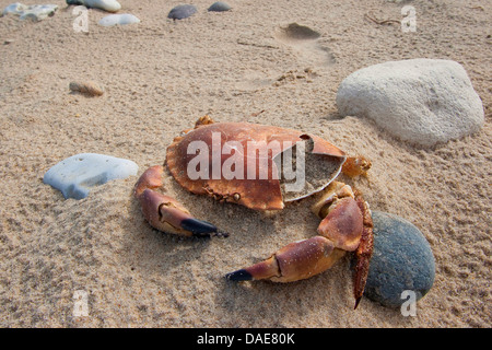 European edible crab (Cancer pagurus), shell of a dead crab at the sand beach, Germany Stock Photo