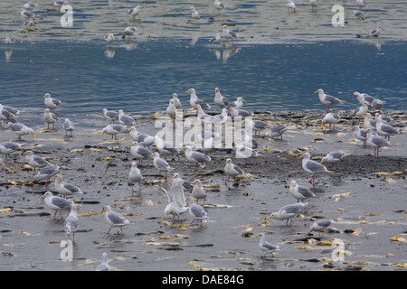 glaucous-winged gull (Larus glaucescens), glaucous-winged gulls feeding salmons, USA, Alaska Stock Photo