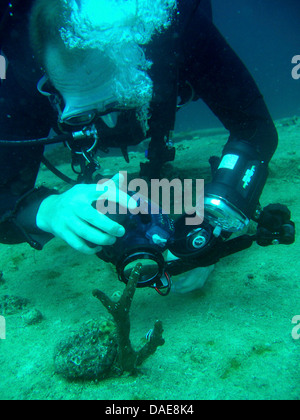 scuba diver picturing a coral at the bottom of the sea, Egypt, Red Sea Stock Photo