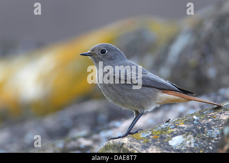 black redstart (Phoenicurus ochruros), female sitting on a rock, Spain, Andalusia, Tarifa Stock Photo