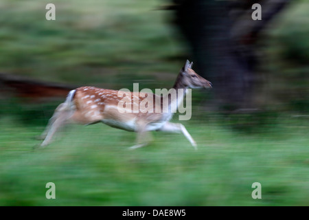 fallow deer (Dama dama, Cervus dama), running doe, Denmark Stock Photo